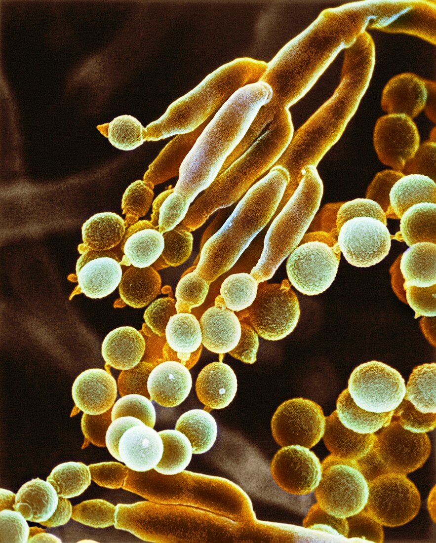 Penicillin fungus,SEM