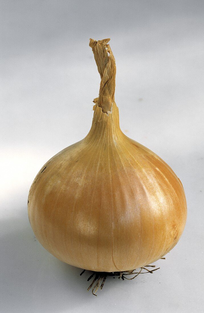 One Single Yellow Onion