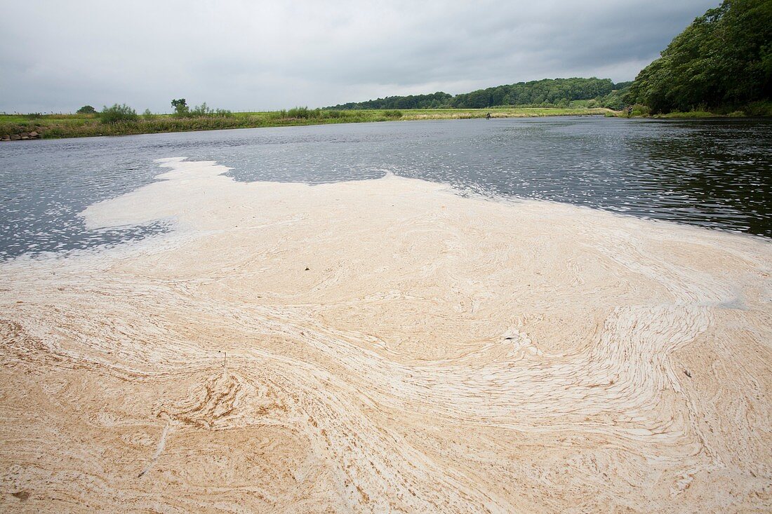 Scum floating on the River Ribble