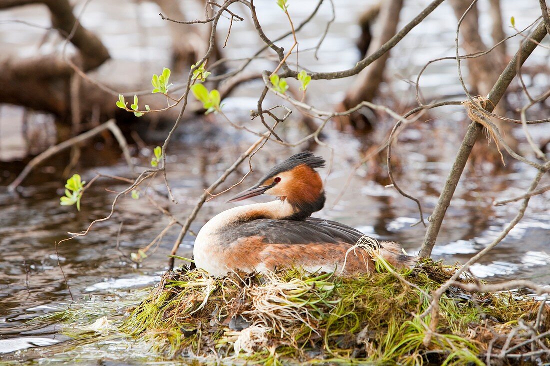 A Great Crested Grebe
