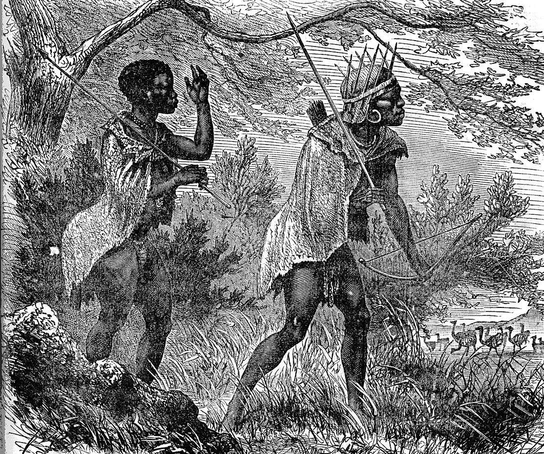 African bushmen,19th C illustration