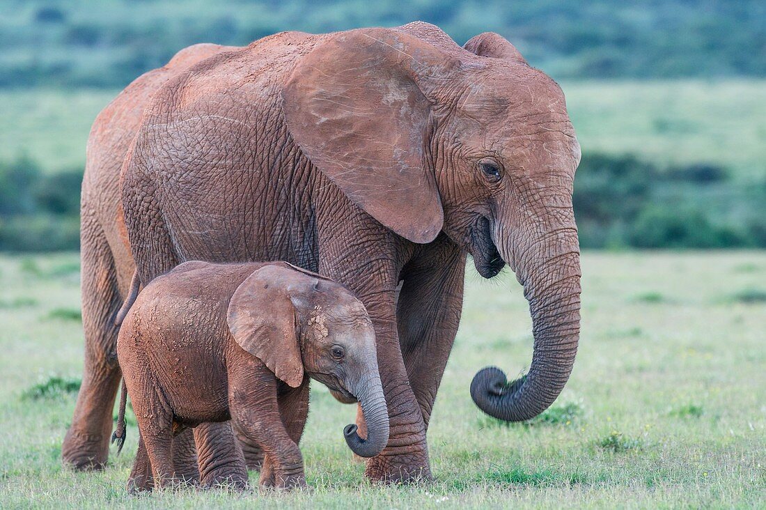 African elephant cow walking with calf