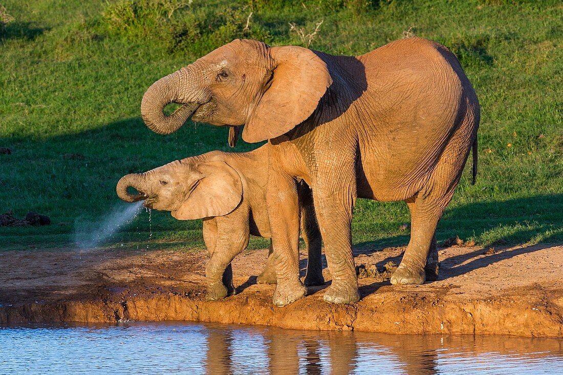 African Elephant and calf drinking