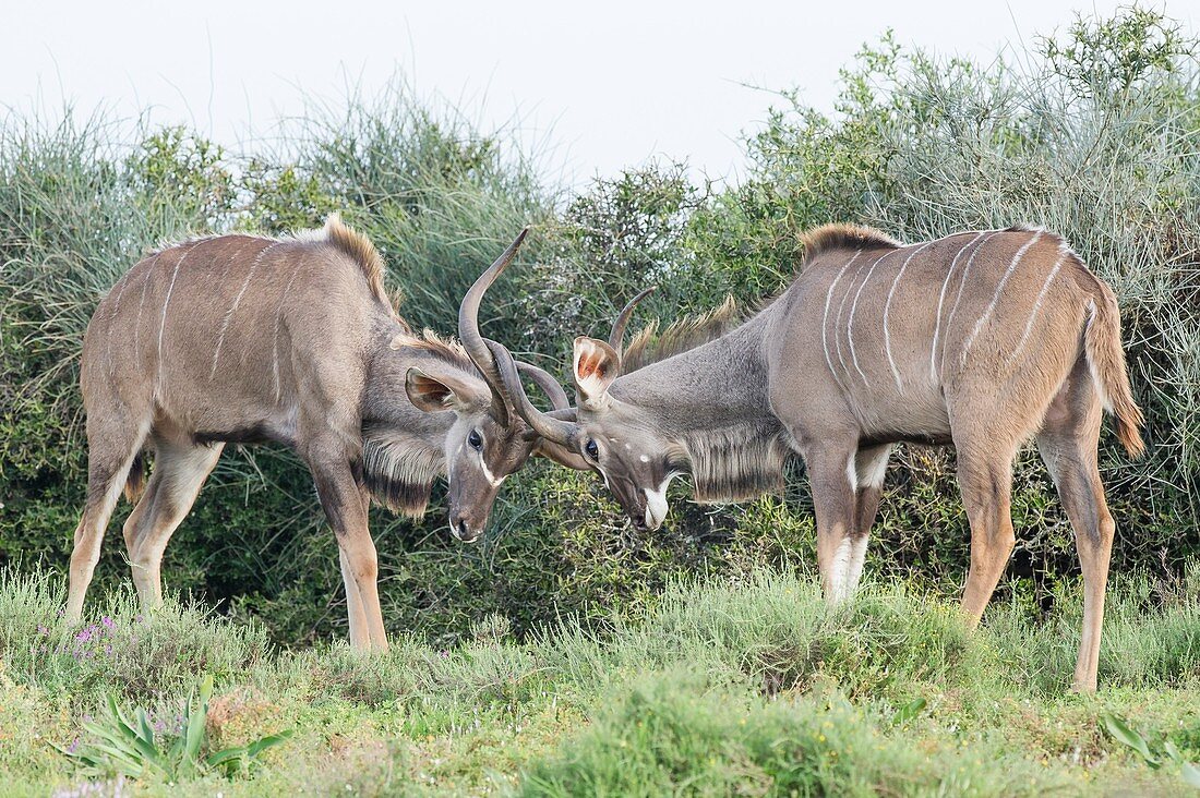 Sparring Kudu bulls