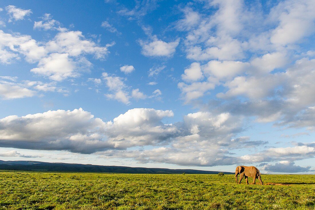 African Elephant in open grasslands
