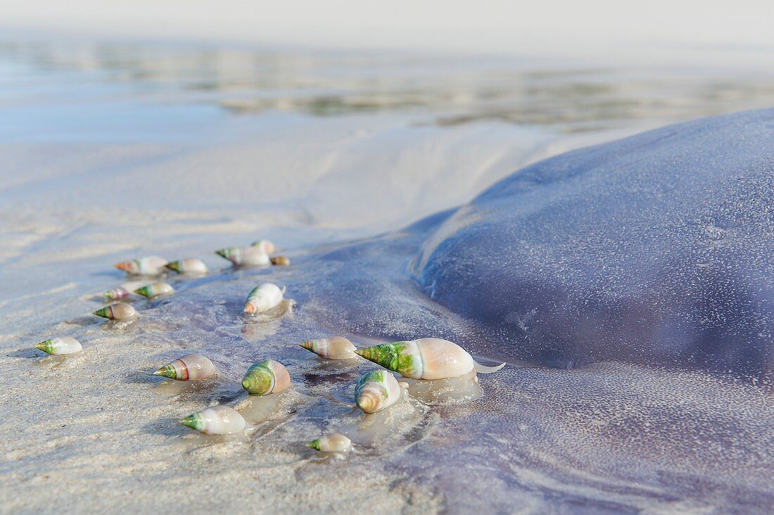 Ploughshare Snails feeding on jellyfish