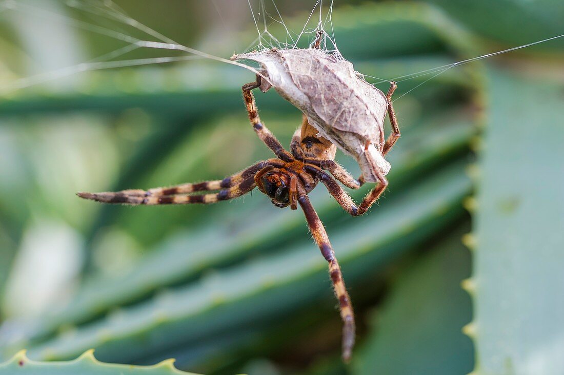 Female rain spider guarding her nest