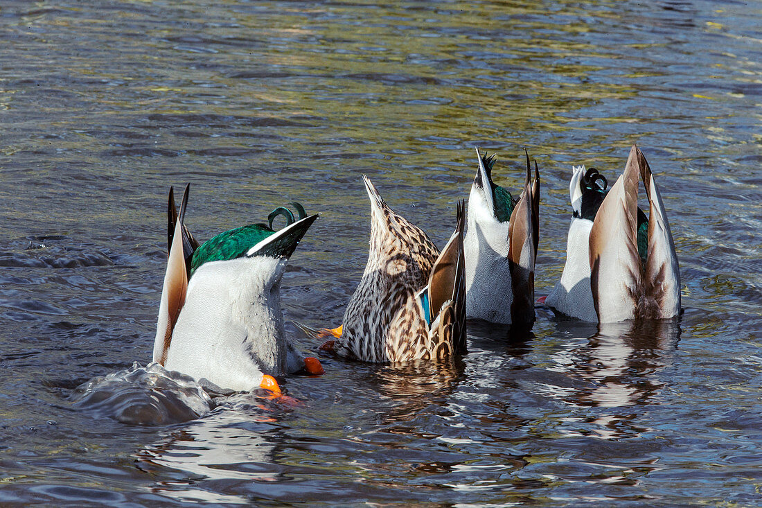 Mallard ducks upending and feeding