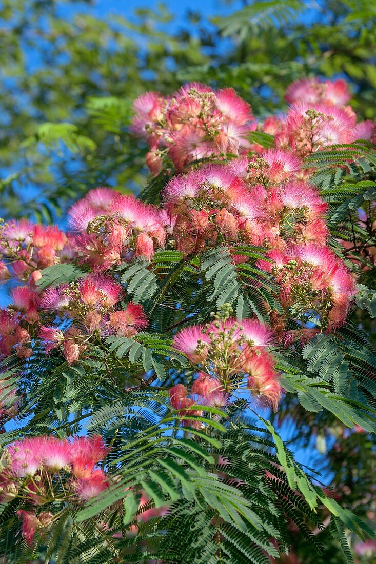 Silktree (Albizia julibrissin)