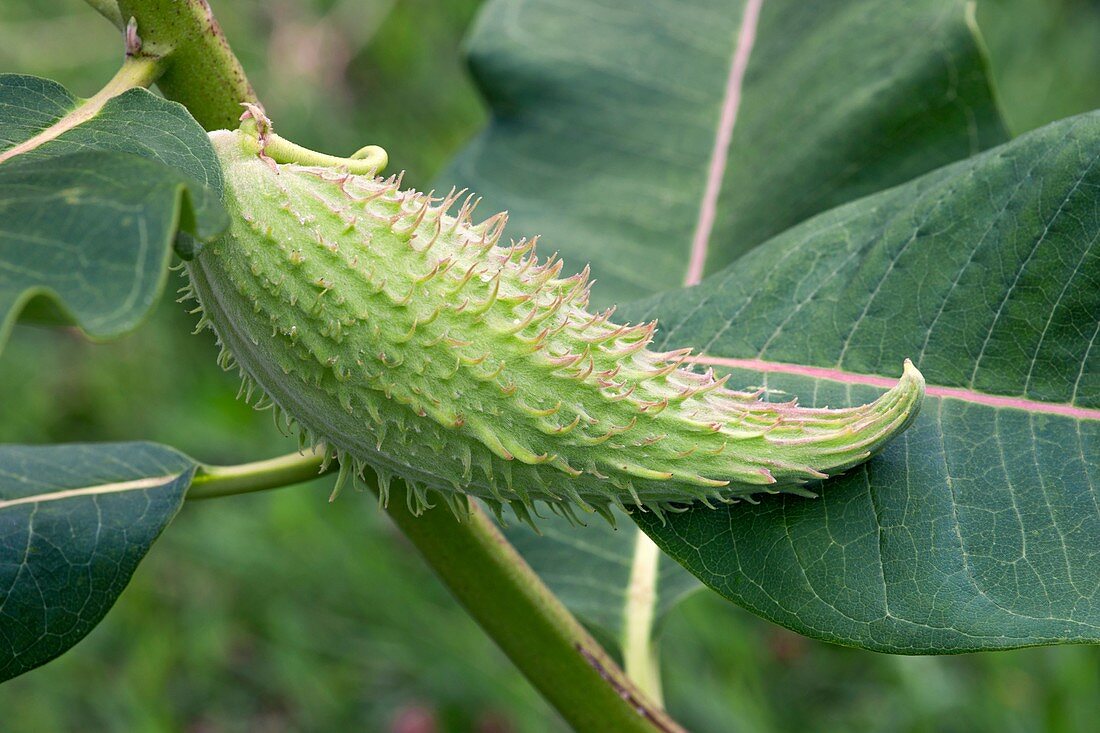 Common milkweed (Asclepias syriaca)