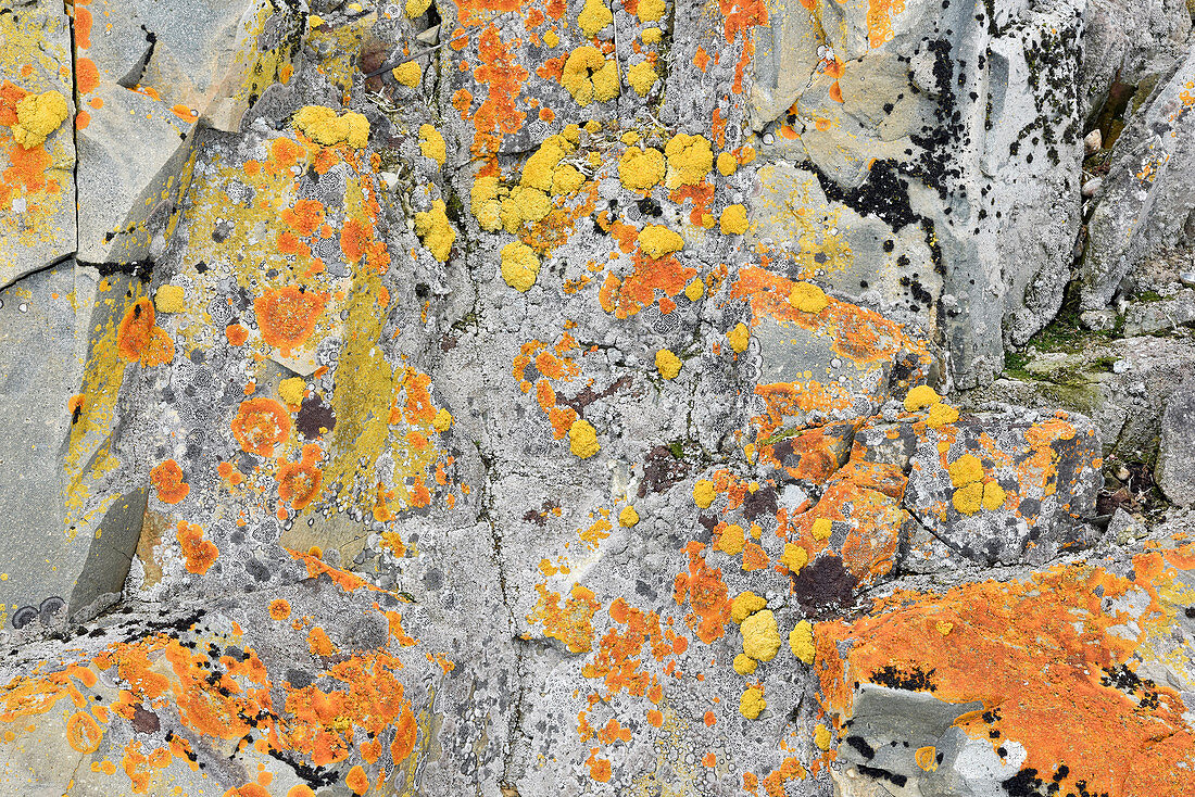 Xanthoria lichen on a rock