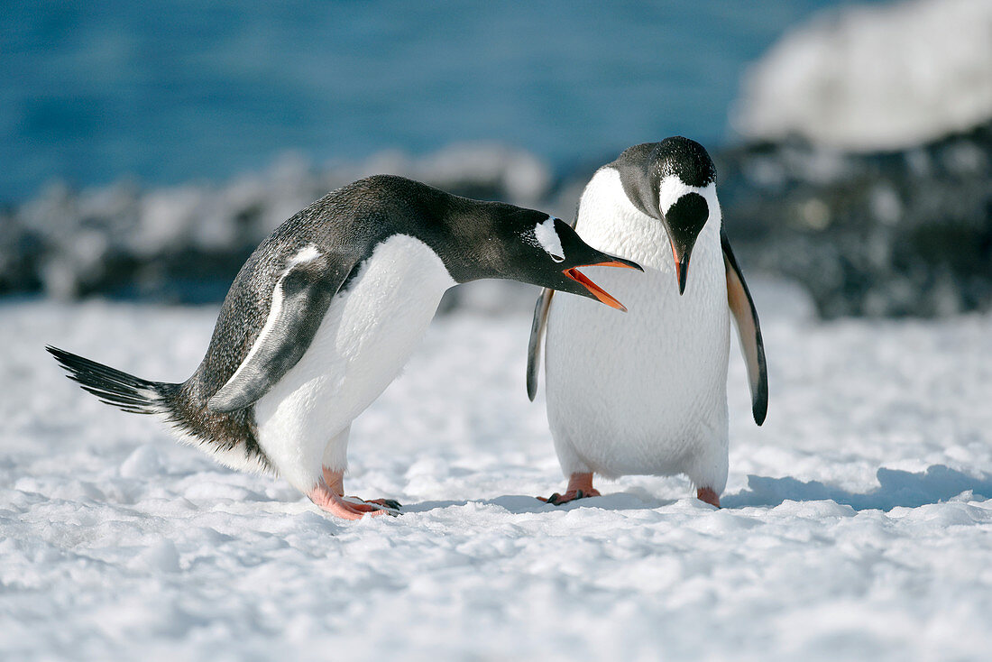 Gentoo penguins interacting
