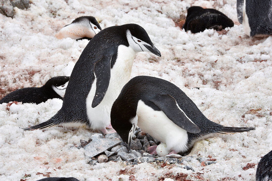 Chinstrap penguins nesting