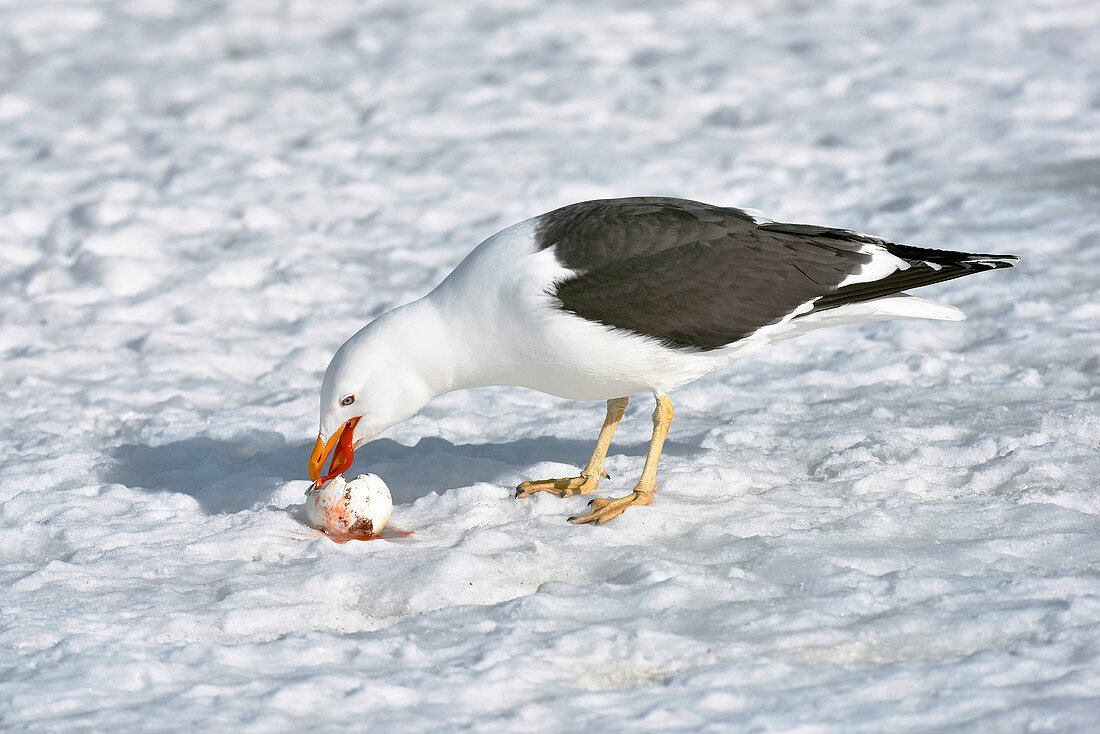 Kelp gull eating a penguin egg