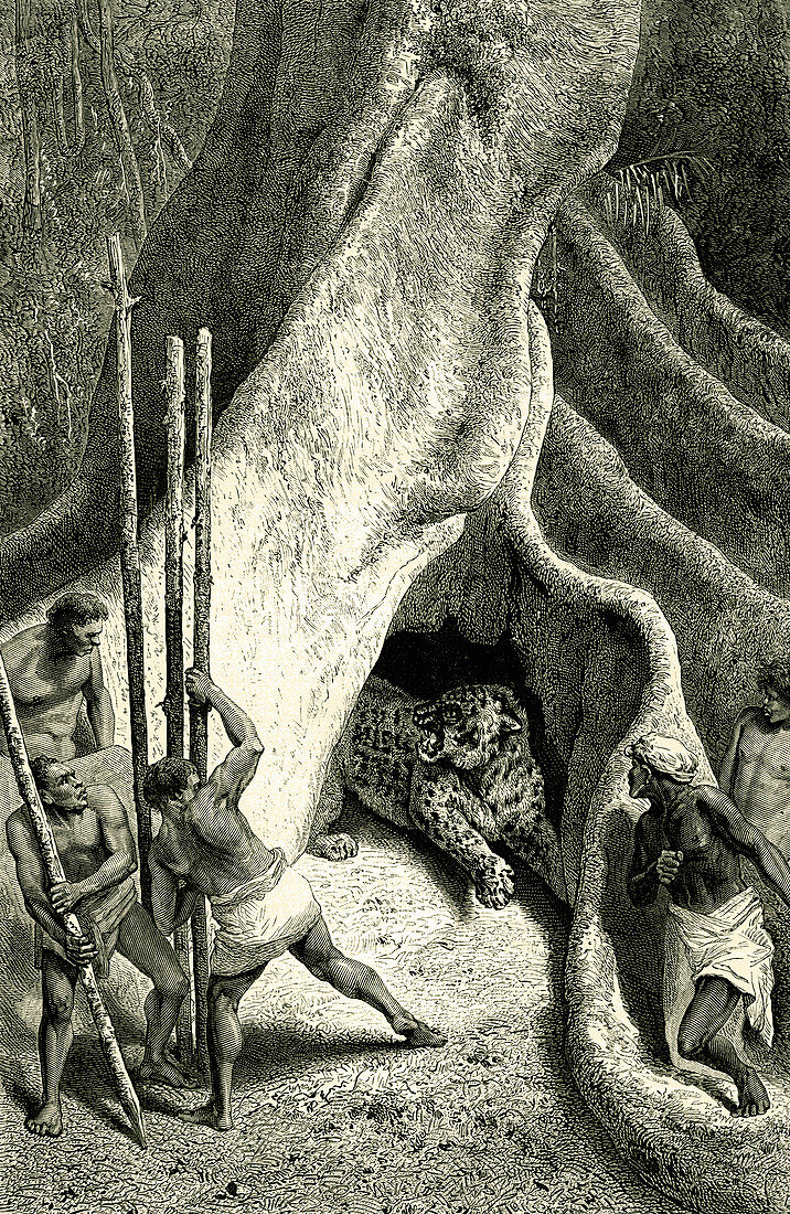 Men hunting a jaguar,19th C illustration