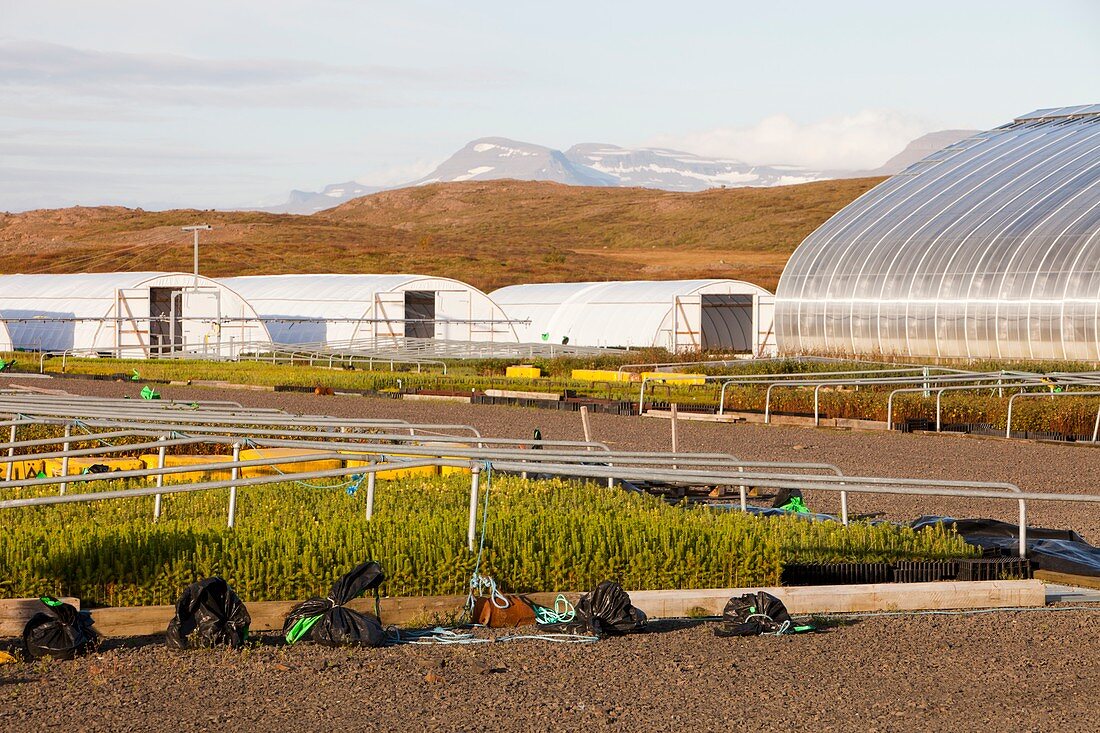 Geothermally heated greenhouses