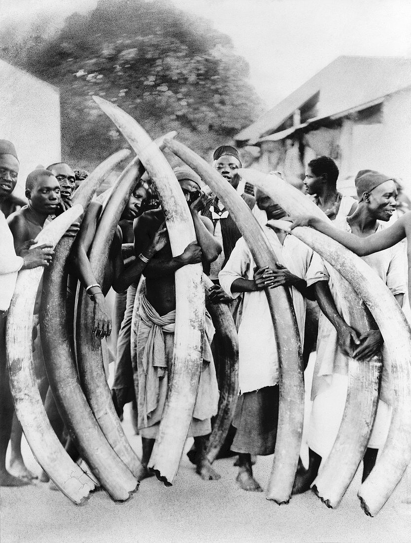 Ivory trade in Africa,historical image