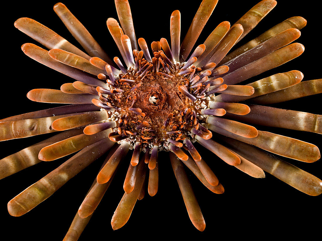 Slate pencil urchin