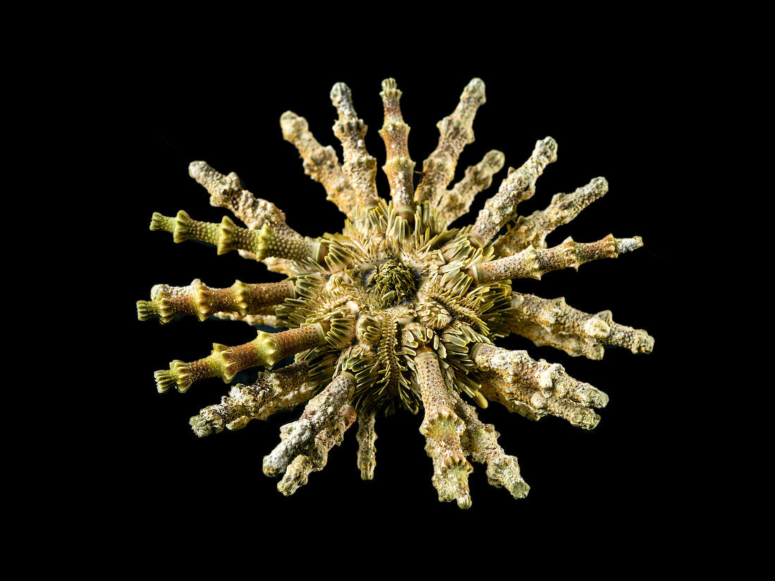 Prionocidaris verticillata,sea urchin