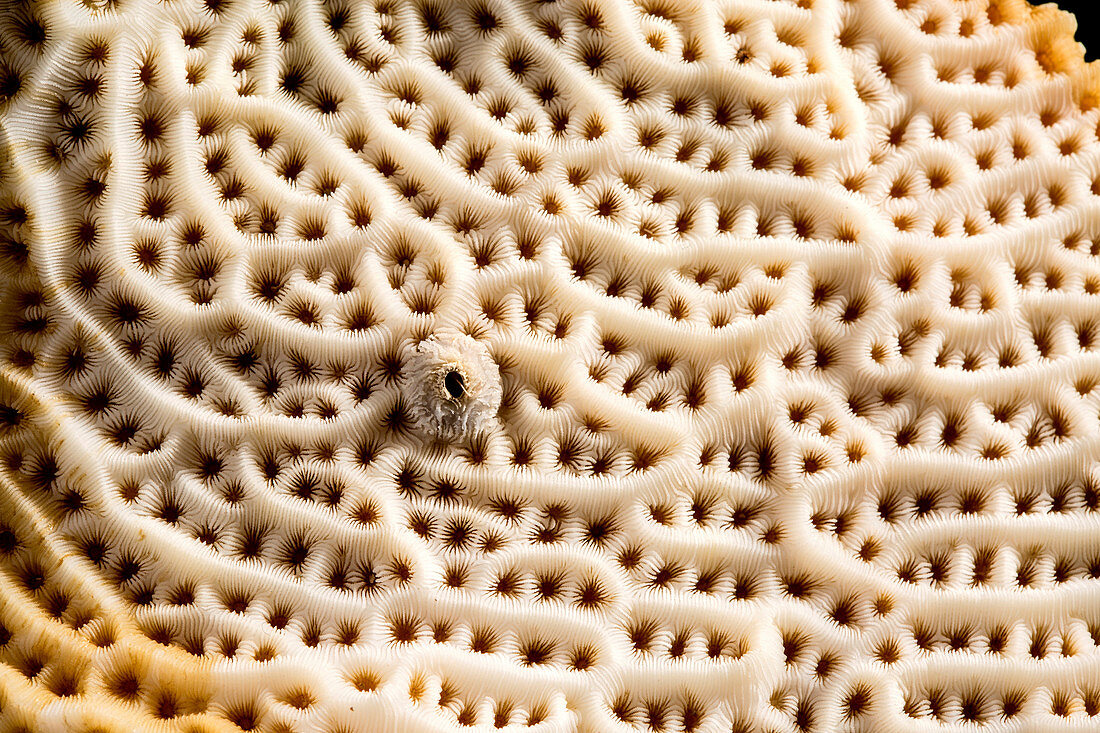 Steganoporella bryozoan