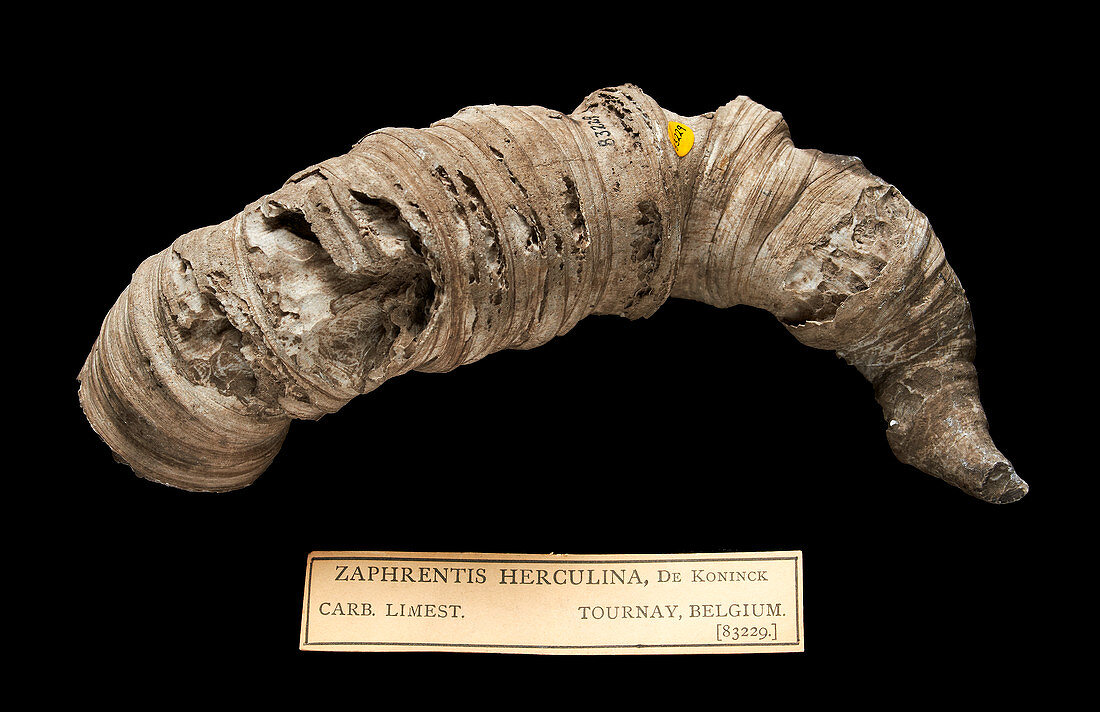 Zaphrentis herculina,fossil coral