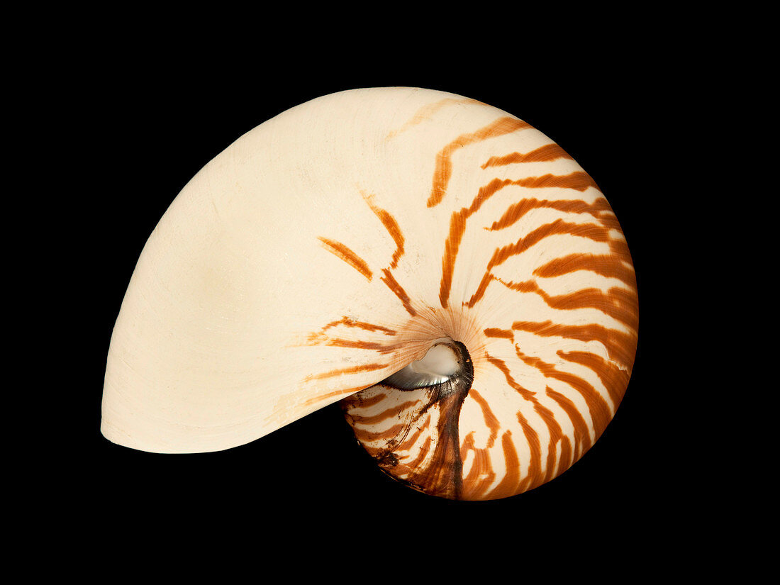Nautilus pompilius,chambered nautilus