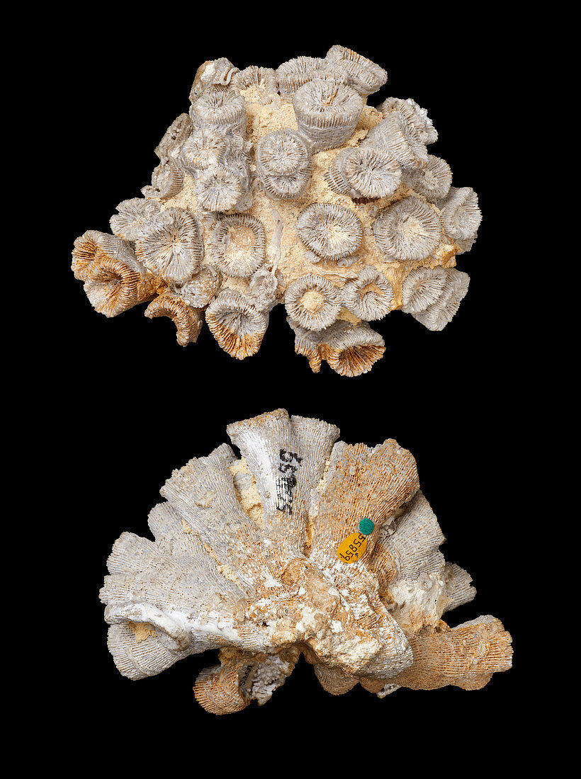 Thecosmilia,Jurassic fossil coral