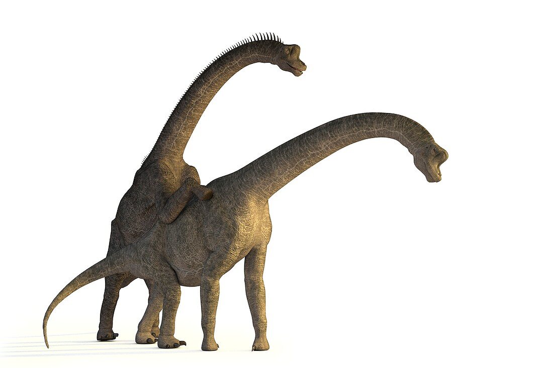 Apatosaurus dinosaurs mating
