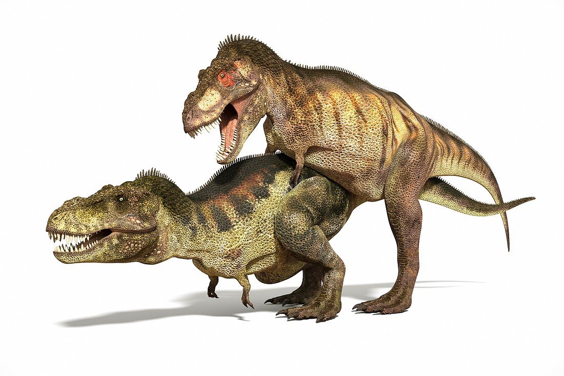 Tyrannosaurs mating,illustration