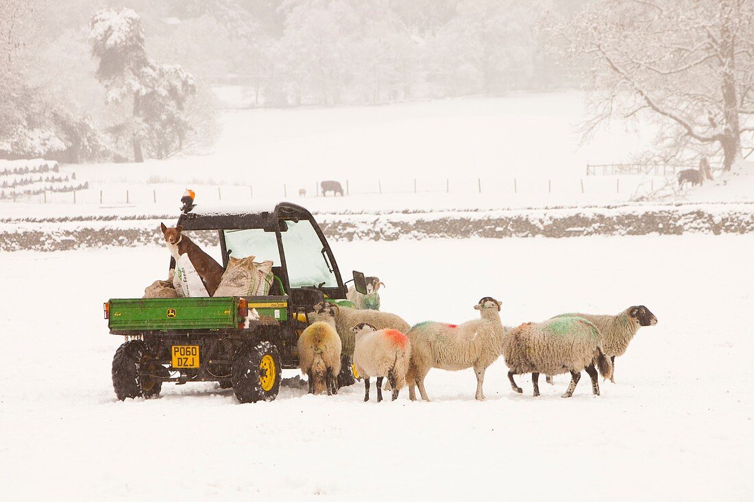 Farmer feeding sheep in winter