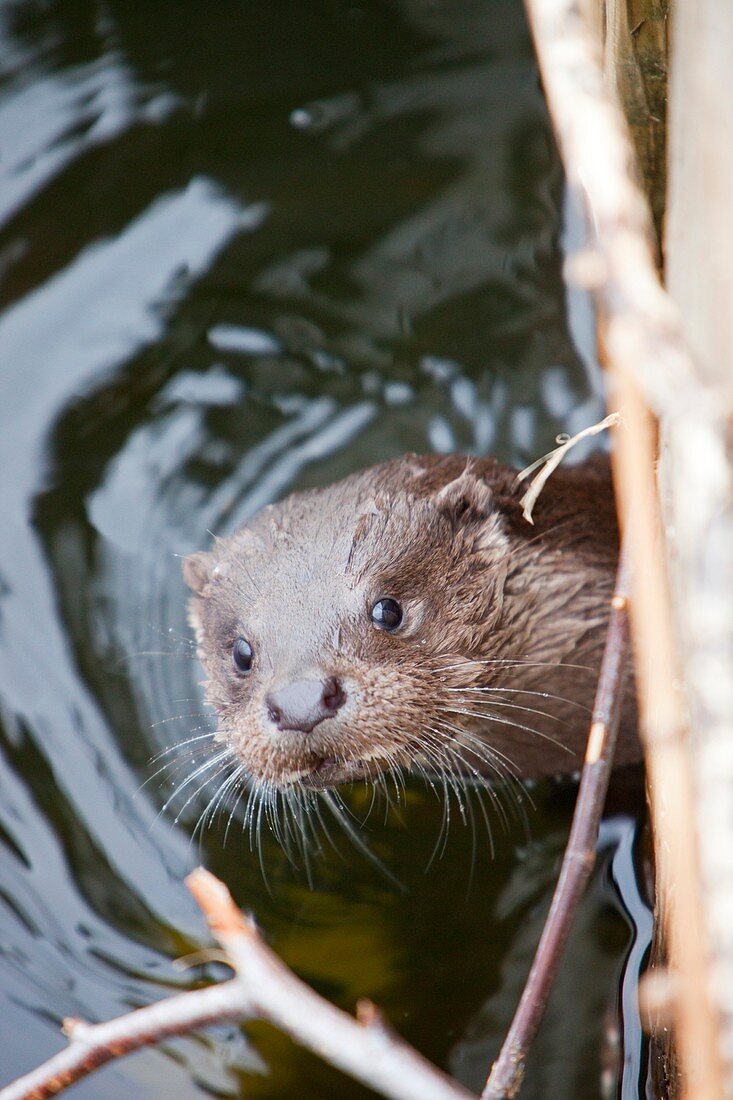 European Otter,Lake Windermere,UK