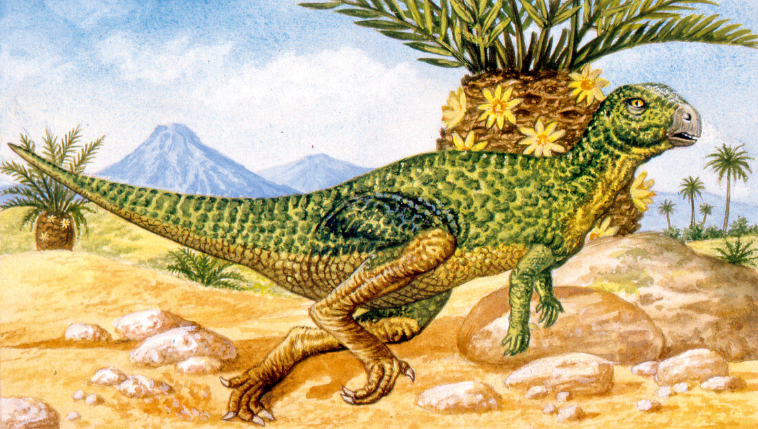 Hypsilophodon dinosaur,illustration
