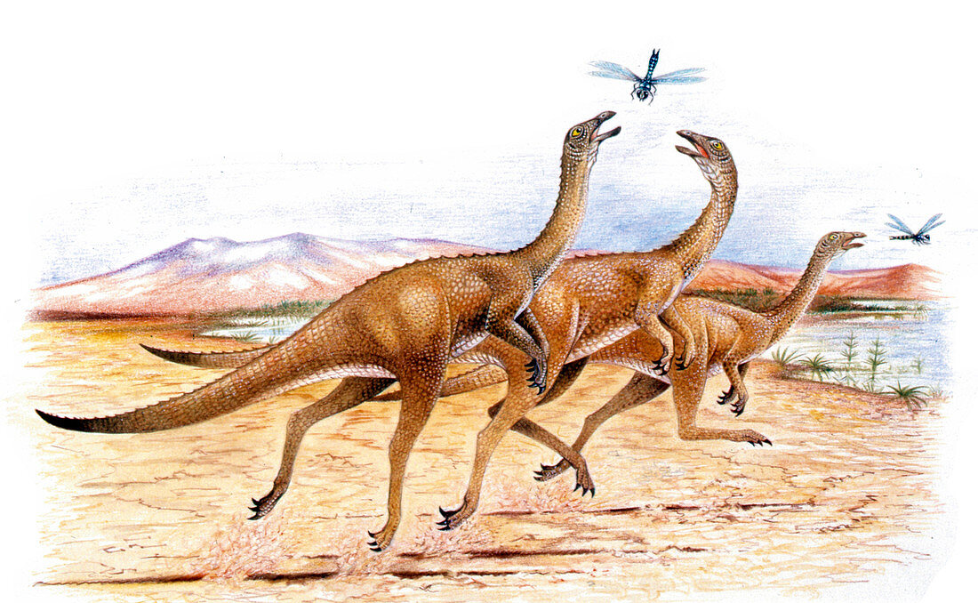 Gallimimus dinosaurs,illustration