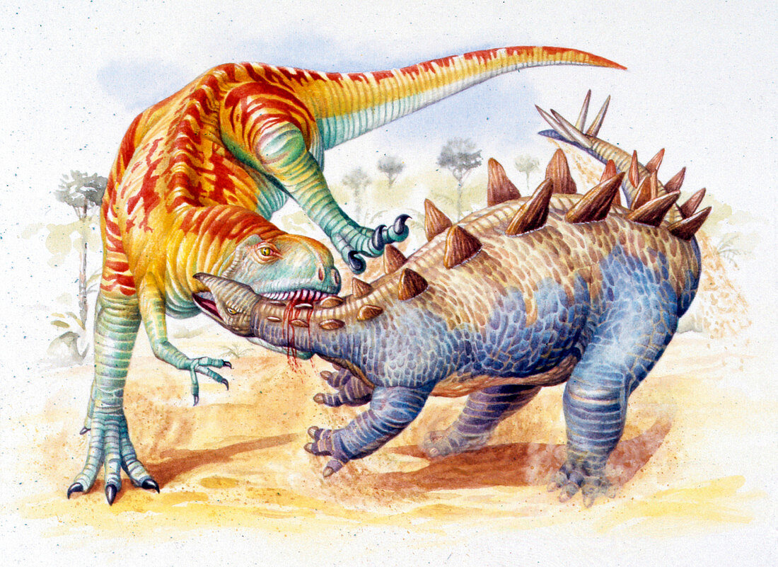 Yangchuanosaurus attacking stegosaur