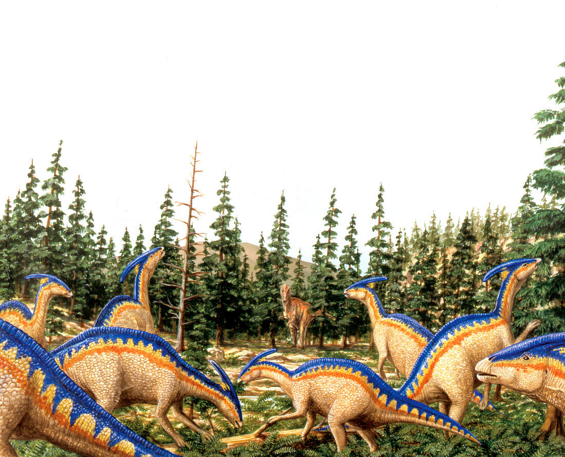Parasaurolophus dinosaurs,illustration