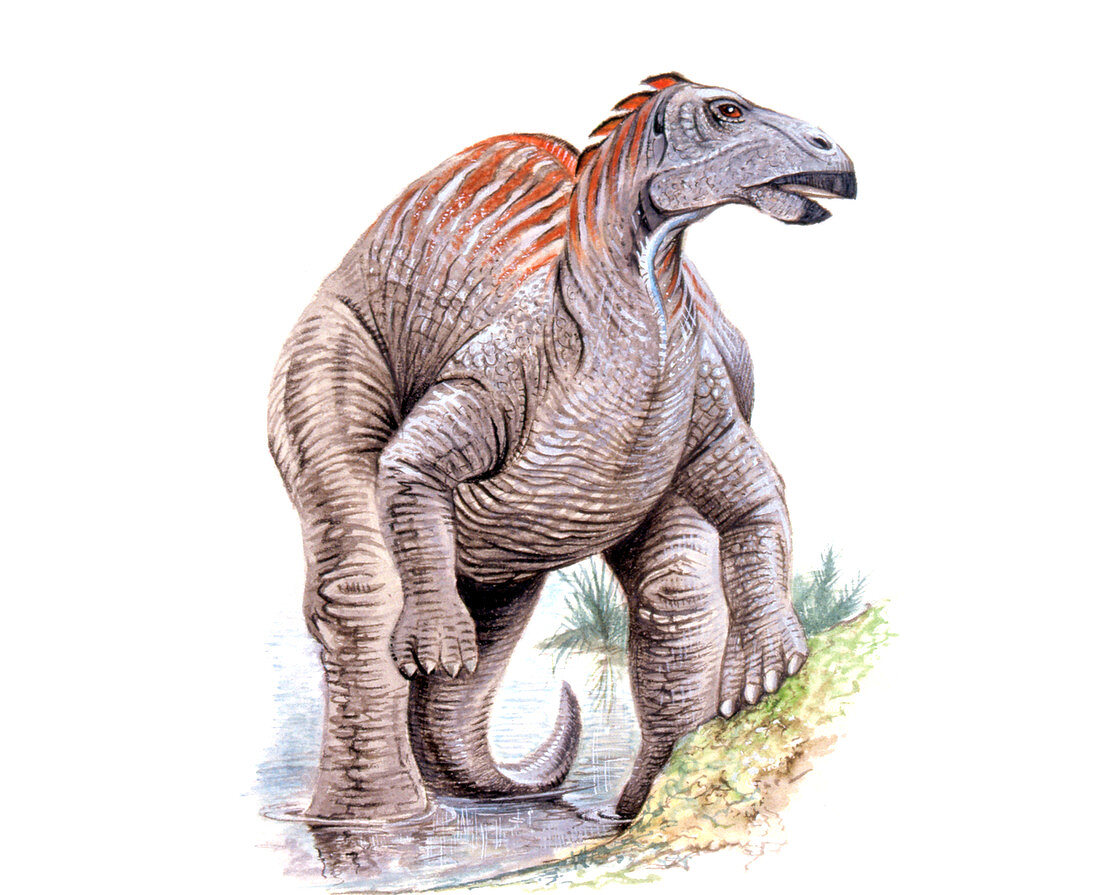 Telmatosaurus dinosaur,illustration