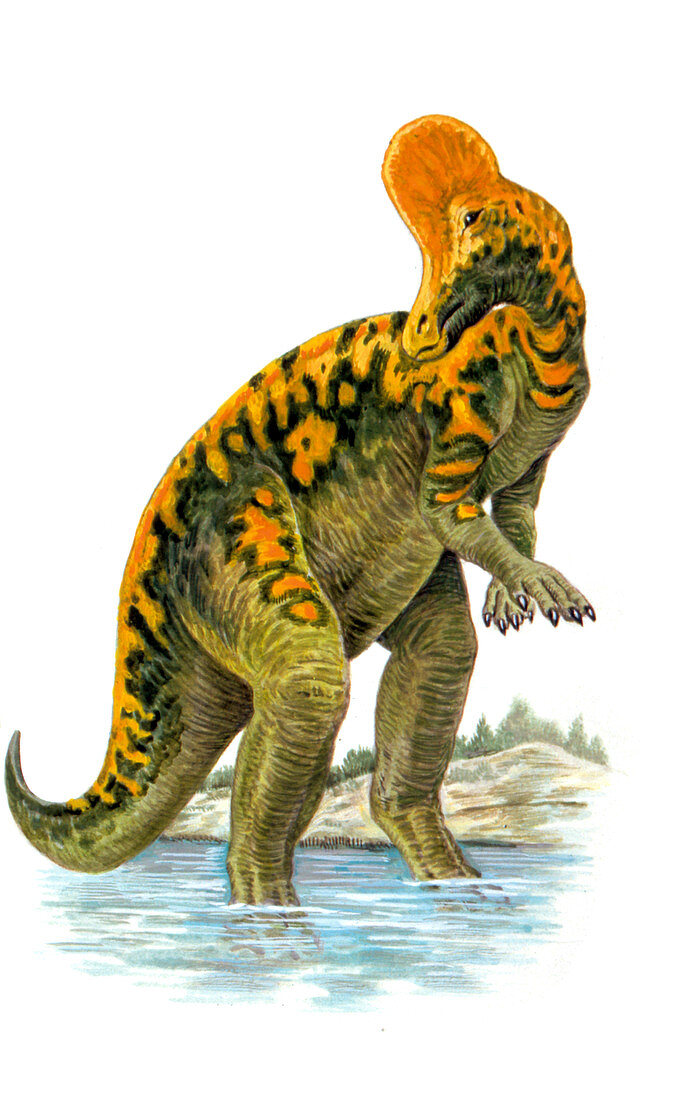 Corythosaurus dinosaur,illustration