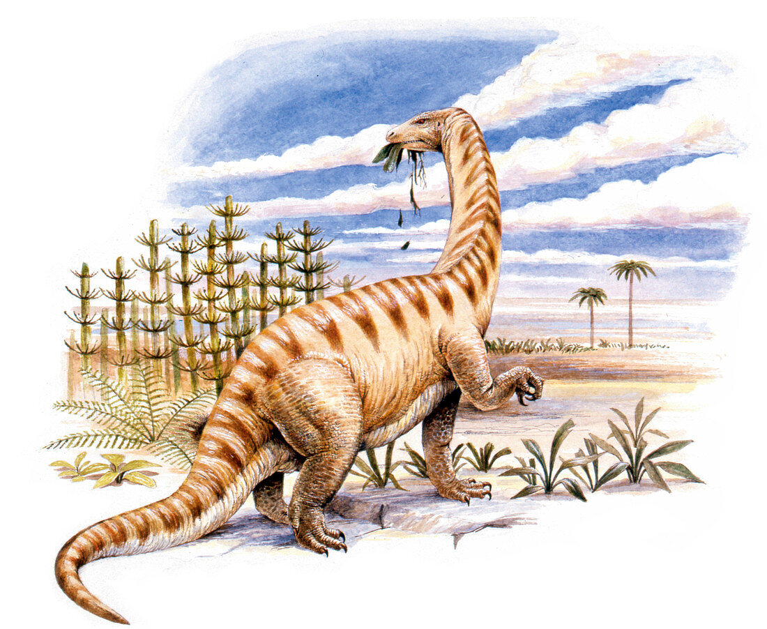 Lufengosaurus dinosaur,illustration