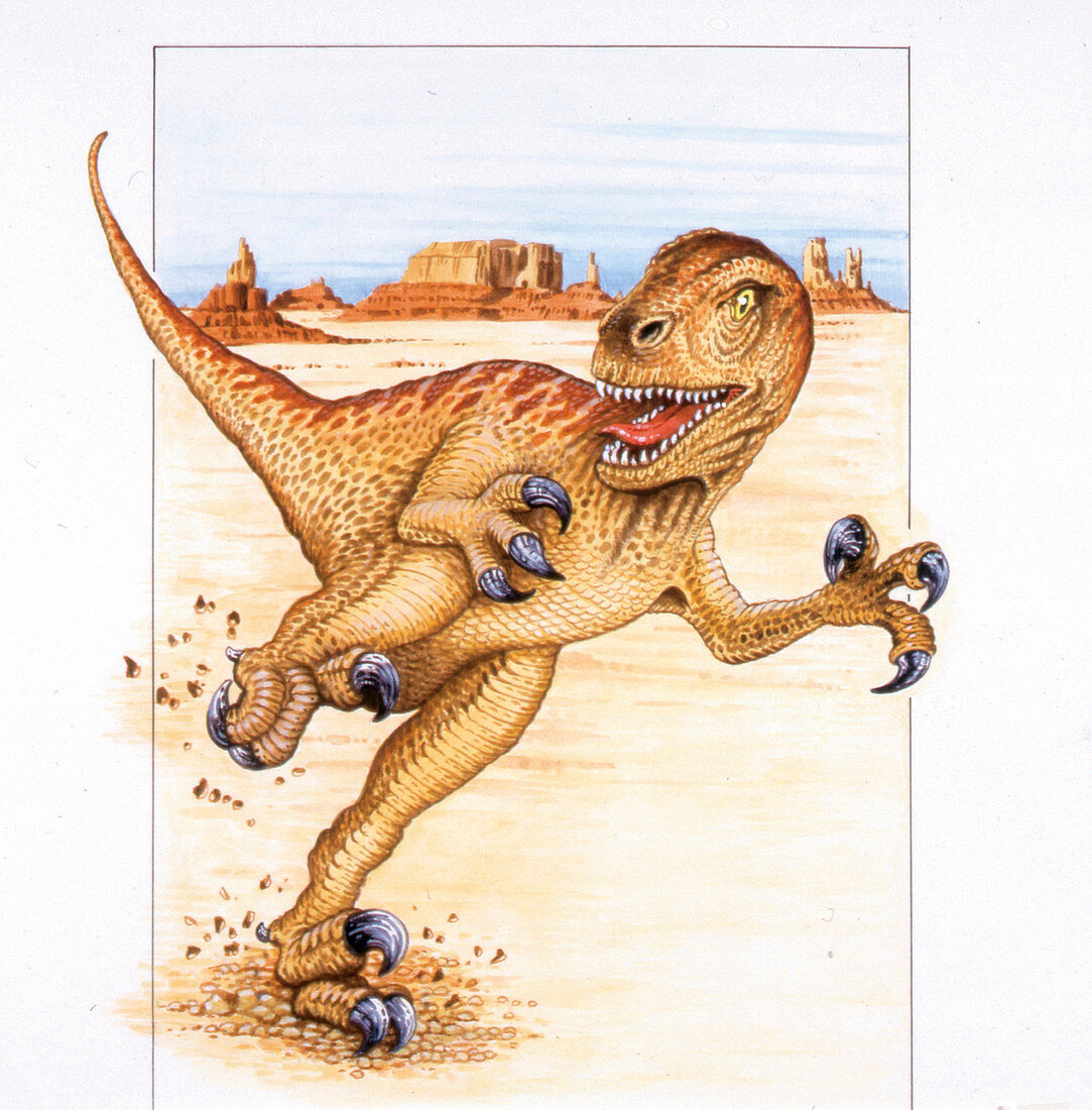 Utahraptor dinosaur,illustration