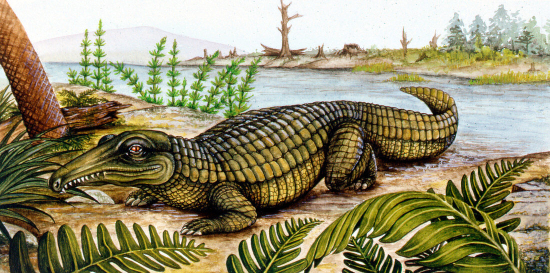 Proterosuchus,illustration