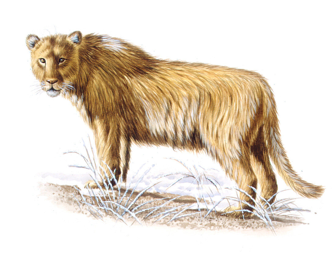Cave lion,illustration