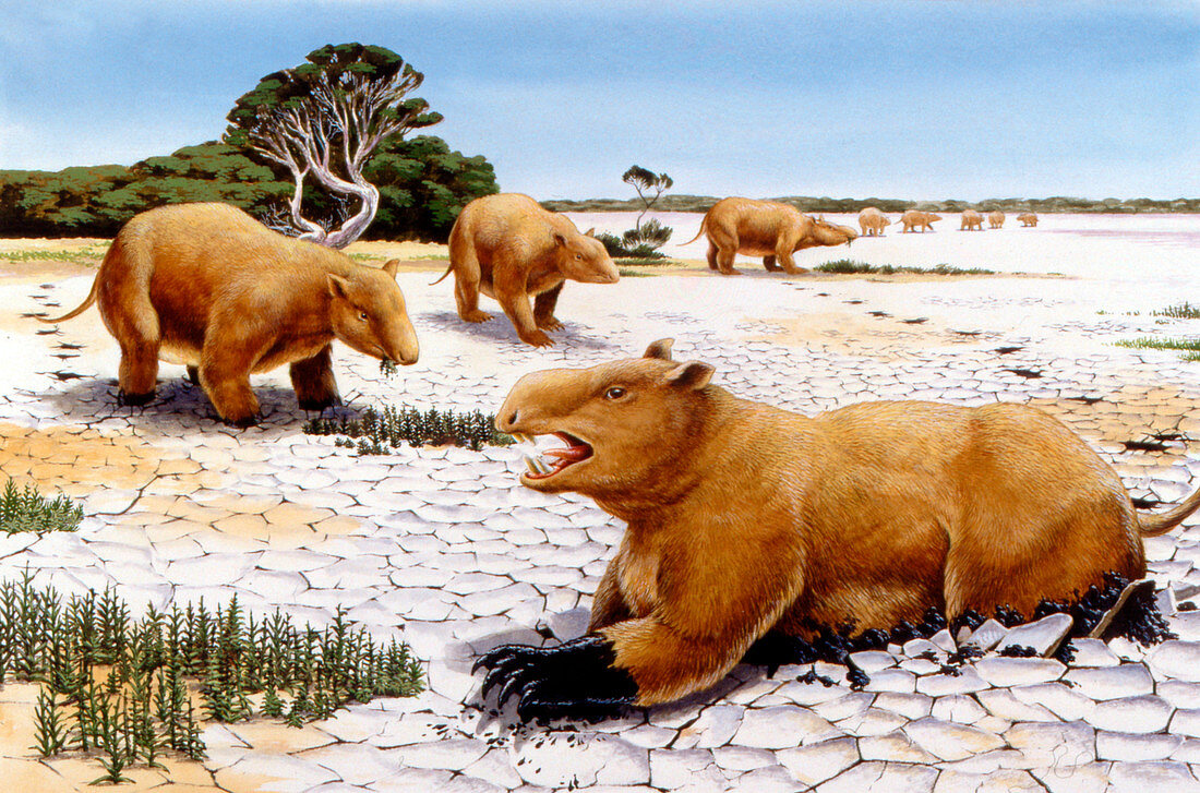 Prehistoric giant wombats,illustration