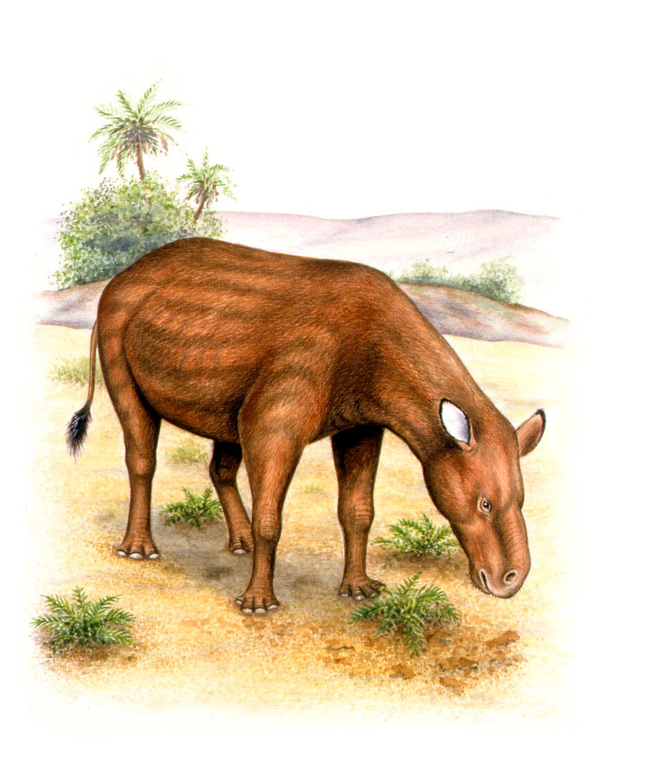 Heptodon prehistoric mammal,illustration