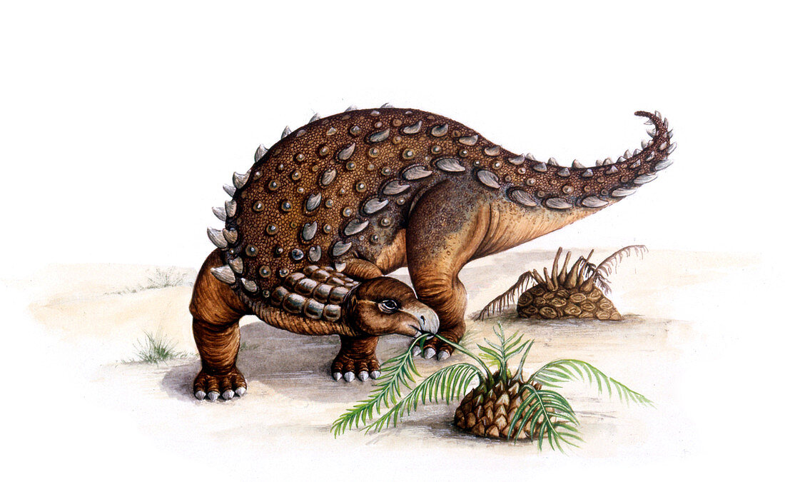 Dracopelta dinosaur,illustration