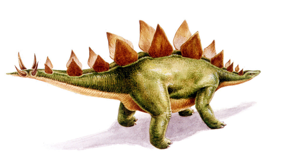 Stegosaurus dinosaur,illustration