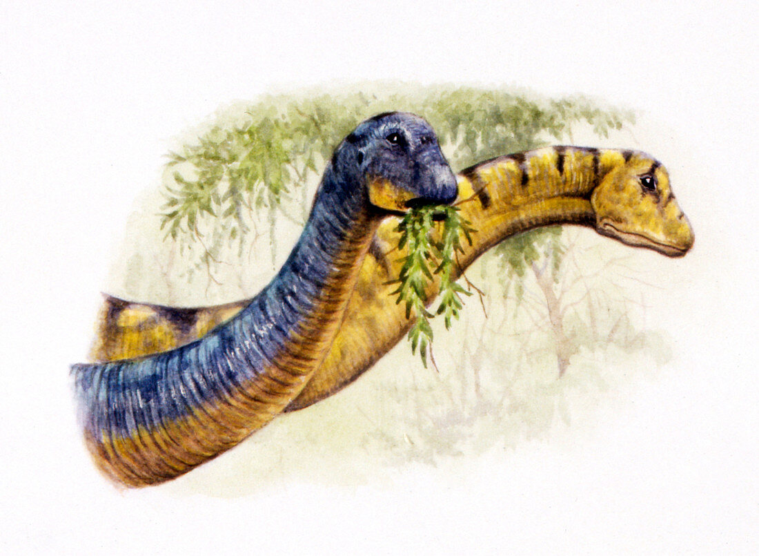 Nemegtosaurus dinosaurs,illustration