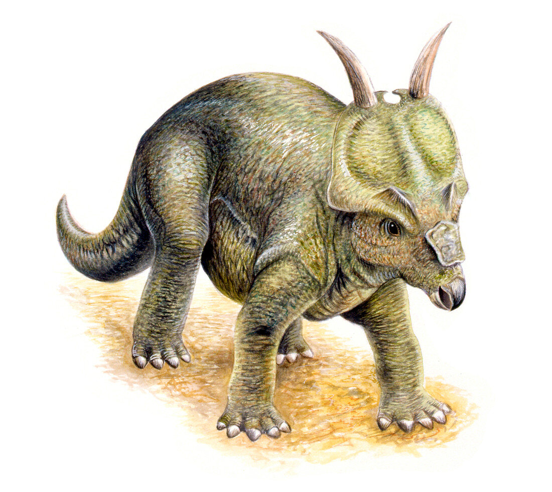Achelousaurus dinosaur,illustration