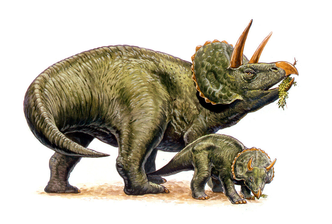 Nedoceratops dinosaurs,illustration