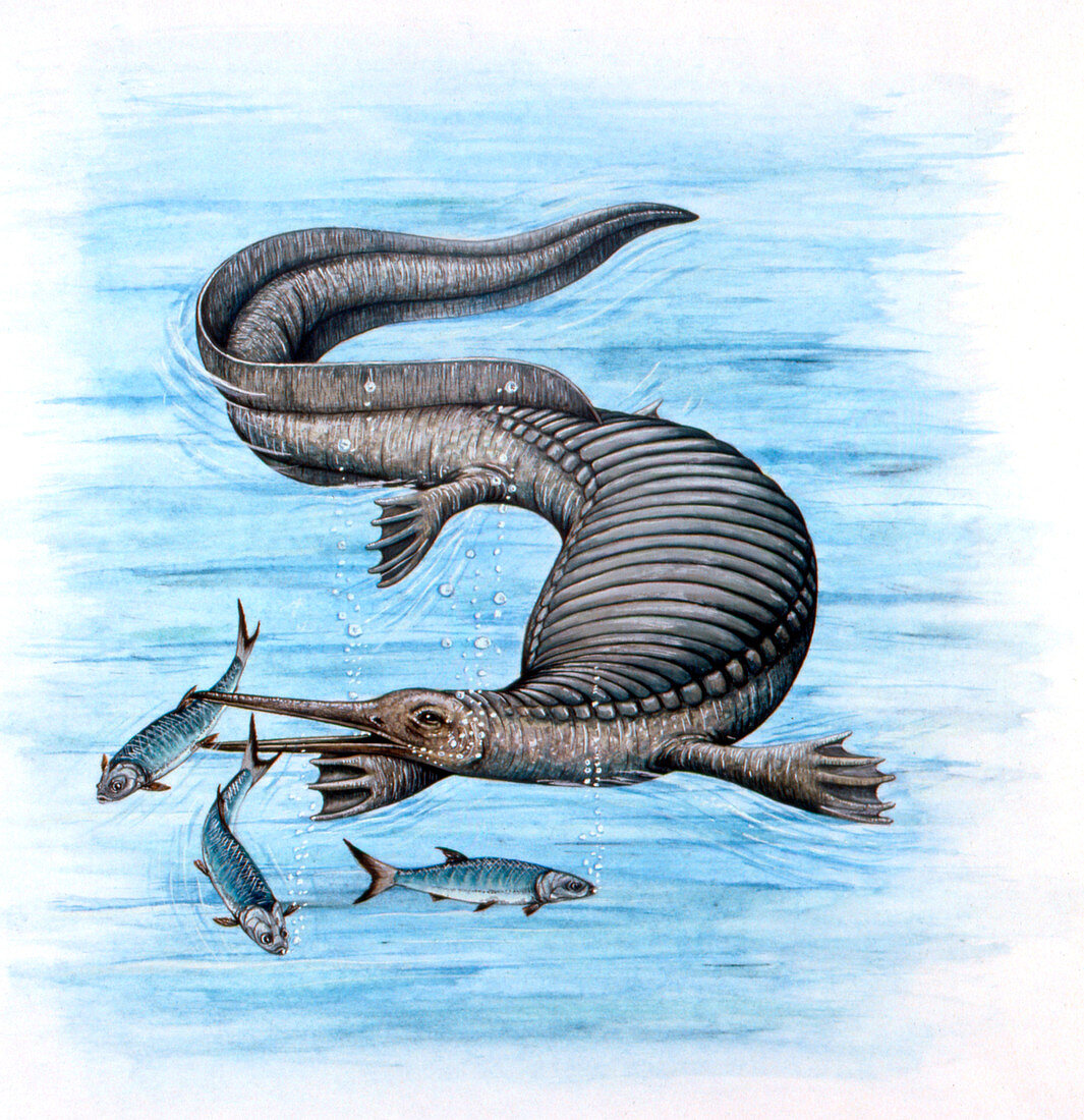 Nanchangosaurus marine dinosaur