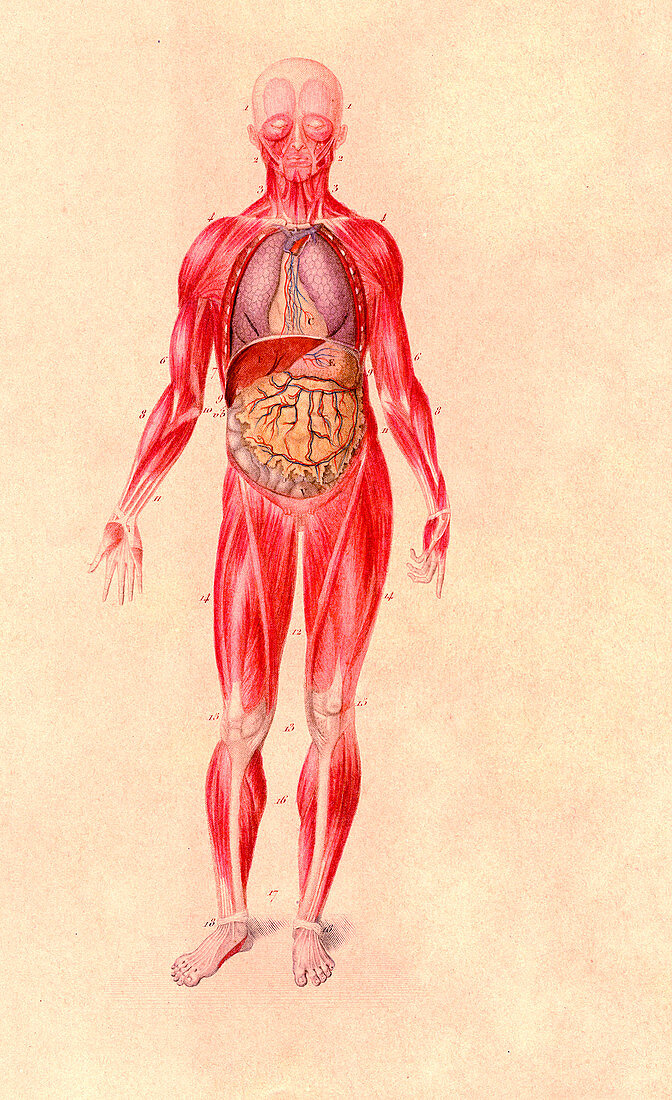 Human anatomy,19th Century illustration